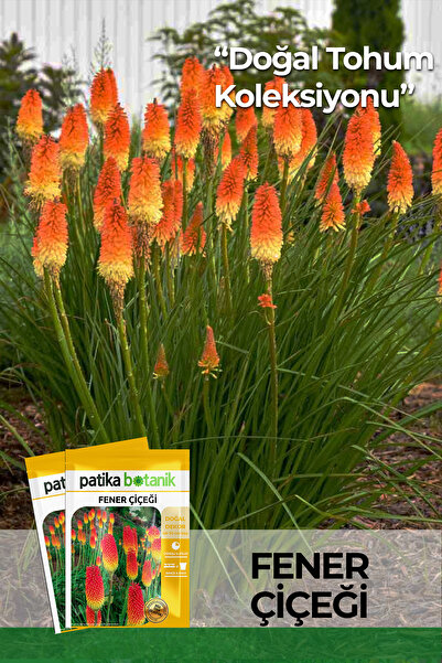 Patika Botanik 50 Adet Fener Çiçeği Tohumu