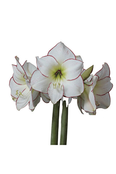 Miracle Garden Bulb Amaryllis Picasso