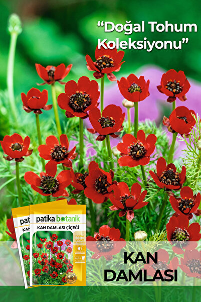 Patika Botanik 20 Adet Kan Damlası Çiçeği Tohumu