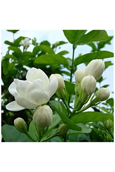 Generic Common Jasmine Flower Seeds