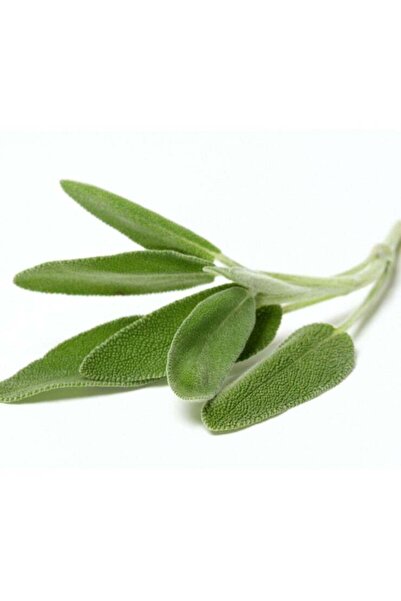 Generic Sage seeds for planting