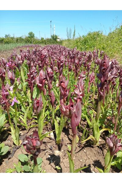 ZEYSEN TROPİKAL Salep Fidesi, Tohumu, Yıkanmamış, Dikime Hazır (100 ADET)