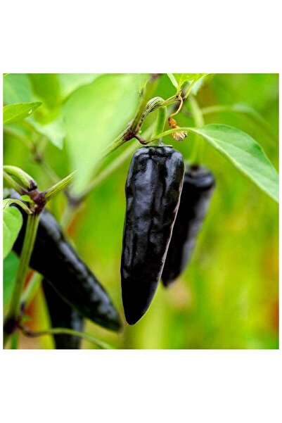 Generic Rare Hybrid Black Pepper Seeds