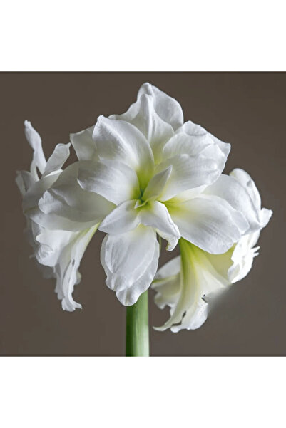 Miracle Garden Bulb Amaryllis Alaska
