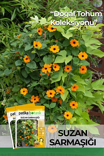 Patika Botanik 5 Adet Suzan Sarmaşığı Çiçek Tohumu