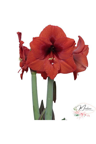Miracle Garden Bulb Amaryllis Sovereign