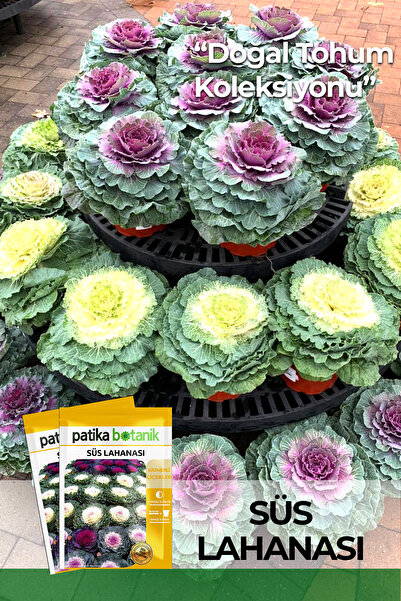 Patika Botanik 20 Adet Süs Lahanası Çiçek Tohumu (Brassica Oleracea Dwarf Mixed)
