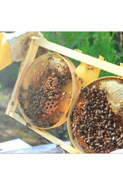 Hizan Yöreden Karakovan Kasnak Balı