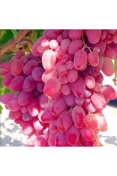 E-fidancim Kendine Verimli Soğuklara Dayanıklı Tüplü Kokulu Kıtır Kıtır Yemesi Olan Özbek Üzüm Fidanı
