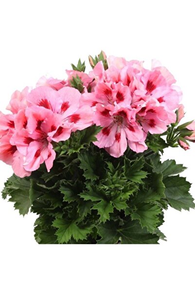 E-fidancim Pelargonium Grandiflorum Aristo Pink Sardunya Canan Çiçeği Fidesi ...