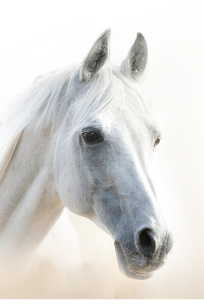 Animals Cal Mystic Mapă elastică A/4