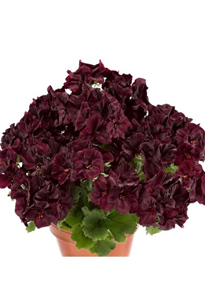 E-fidancim Özel Çeşit Nadir Aristo Black Velvet Sardunya Çiçeği Fidesi (1 adet)