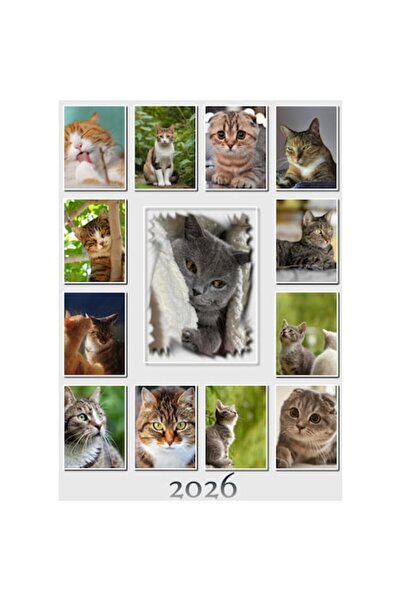 LiquiPedia Calendar 2026 Pisici, 13 file carton lucios, 21x30 cm