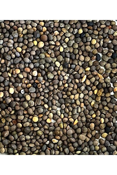 NESLİGEN ADİ FİĞ TOHUMU 25 KG