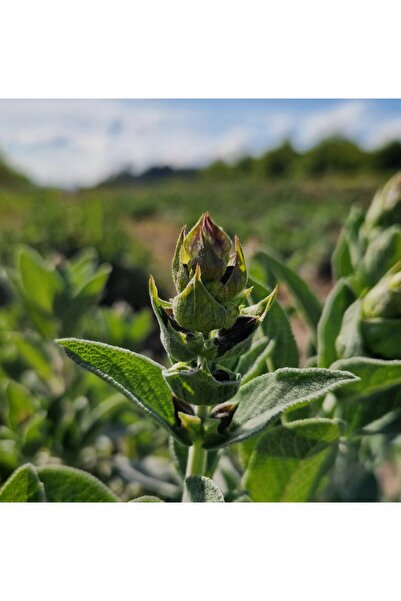 Simth Essentials Clary Sage Essential Oil 10ml. Let nature caress your senses.