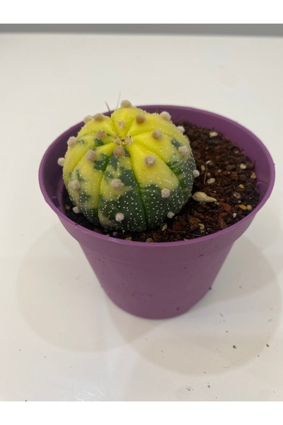 Evagardens Astrophytum asterias 'Variegated'