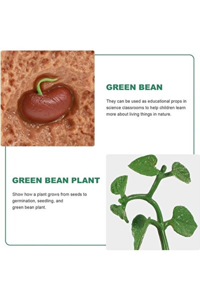 Generic 4-Piece Butterfly Growth Cycle Model - Lifelike Butterfly Life Cycle Educational Toy