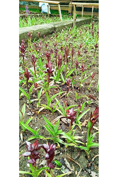 lidersopx KARIŞIK SALEP SOGANI FİDESİ