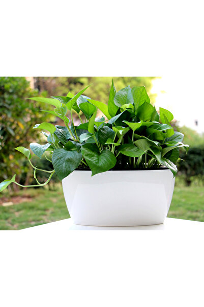 Saksıdan Sofraya Kendinden Sulamalı Parlak Oval Akıllı Saksı (Büyük Boy)