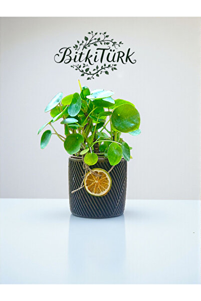 BitkiTÜRK Beton Saksıda İthal Pilea Çin Para Çiçeği Salon Bitkisi