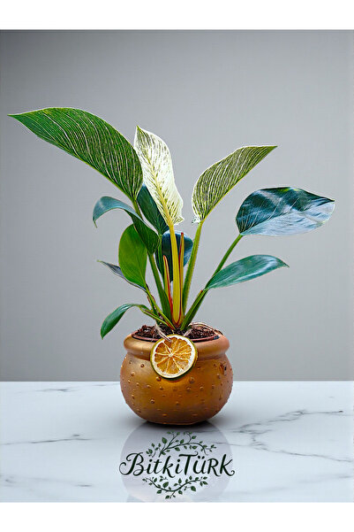 BitkiTÜRK Beton Fıçı Saksıda İthal Philodendron Birkin Salon bitkisi