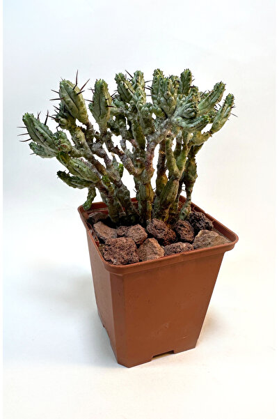 Le Bitki Atölyesi Euphorbia Enopla Corallina Dekoratif Nadir Kaktüs