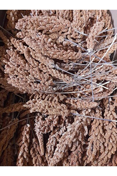 hk Tilki Kuyruğu Kızıl Dal Darı Kuş Yemi 1 KG