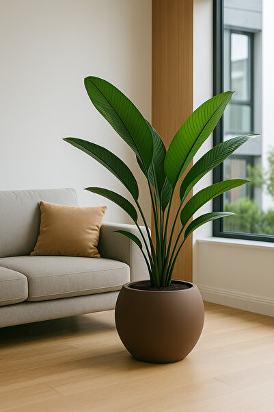 CANBOTANİK Küre Saksı Dekoratif Salon Saksısı 20 Cm Saksı mocha Plastik Saksı...