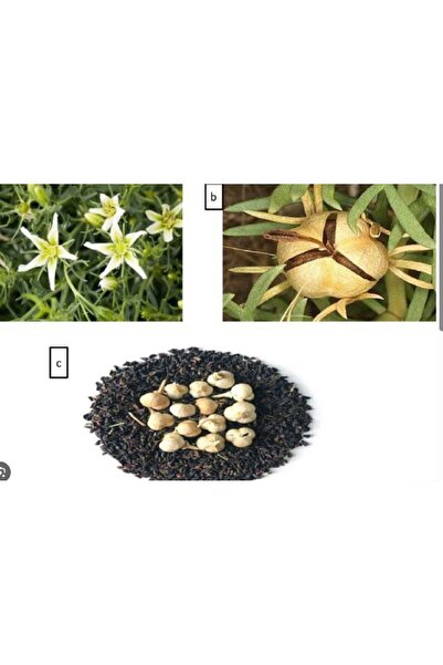 prestijiseed 100 Adet Üzerlik Tohumu Nazar Otu Tohumu