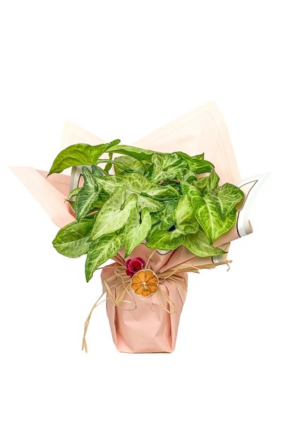 Fidanburada Melek Kanadı (Syngonium) Hediye Paketli