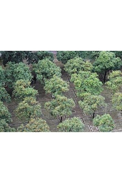 Canon EF 75-300mm, F/4.0-5.6 III lens