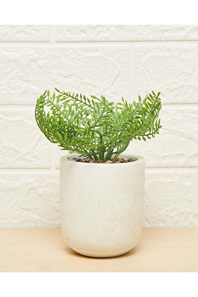 REDTAG نبات عصاري أخضر في وعاء أبيض