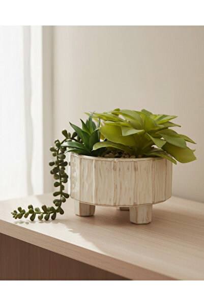REDTAG Succulent Arrangement In Cream Footed Planter