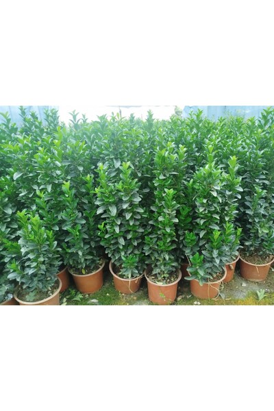 Tunç Botanik MEZAR - KABİR BİTKİ SETİ - 10 ADET YEŞİL TAFLAN GREENSPİRE 25-30 CM + 20 KG DOLOMİT TAŞI