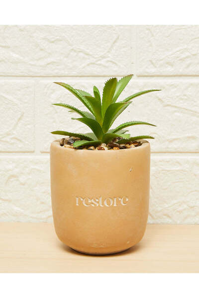 REDTAG Green Succulent in Pot