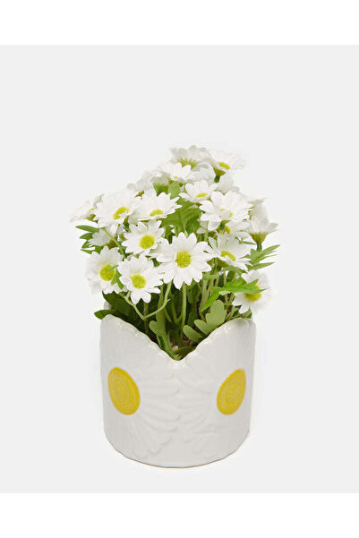 REDTAG White Daisy Arrangement In Ceramic Pot