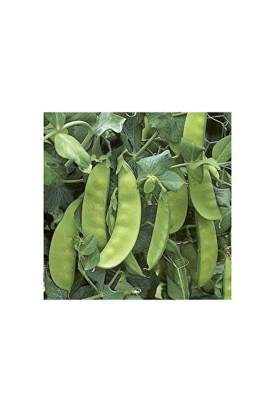 Karahasanoğlu Tarım Yerli Yaprak Bezelye Tohumu (İlaçsız) 500 Gr