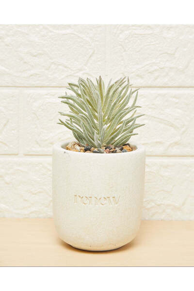 REDTAG نبات عصاري أخضر مع وعاء