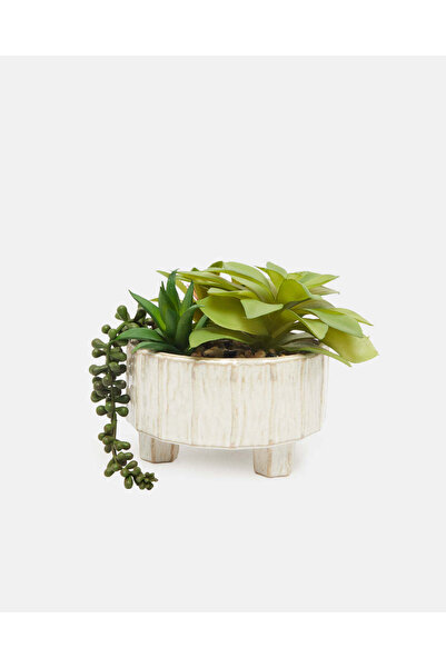 REDTAG Succulent Arrangement In Cream Footed Planter