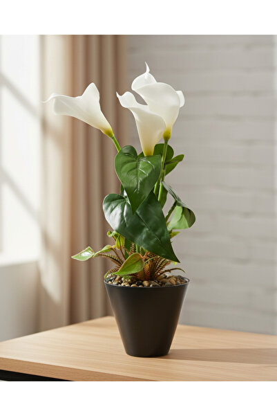 REDTAG White Calla Lily With Planter