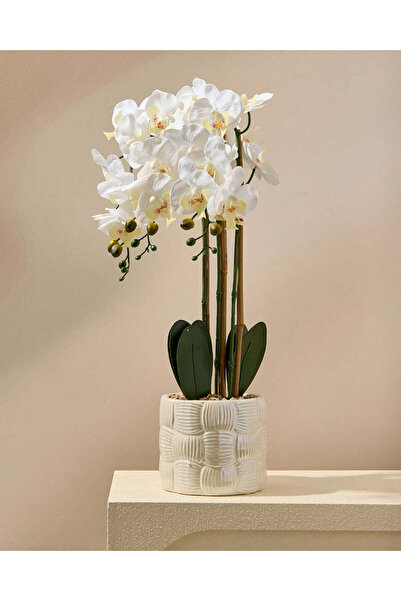 REDTAG White Orchid With Ceramic Planter