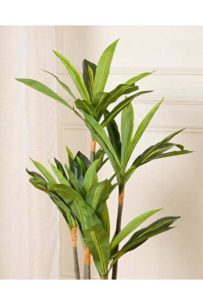 REDTAG White Dracaena With Planter