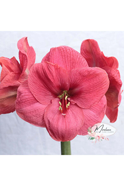 Miracle Garden Amaryllis Bolero