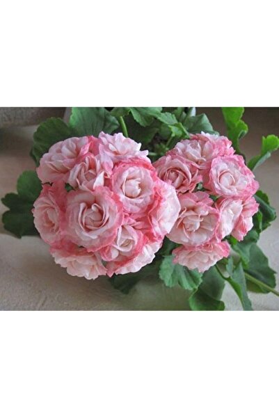 Genel Markalar Look 10 Adet Ithal Çift Renkli Gül Sardunya Çiçeği Tohumu TH-4...