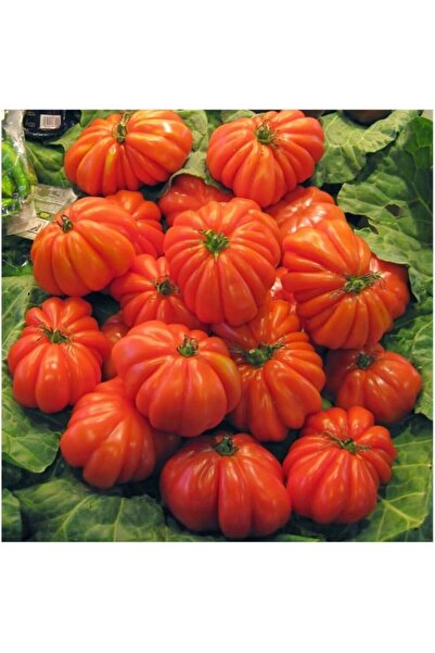 Genel Markalar İthal Antik Domates Tohumu 10 Adet Tohum