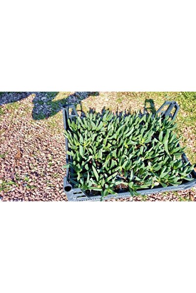 Tunç Botanik MEZAR - KABİR ÇİÇEKLİ BİTKİ SETİ - 90 ADET KAZ AYAĞI + 20 KG DOLOMİT TAŞI