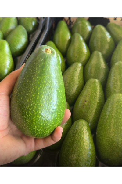 FUERTE Avokado 1 kg Taze Hasat Yerli Üretim