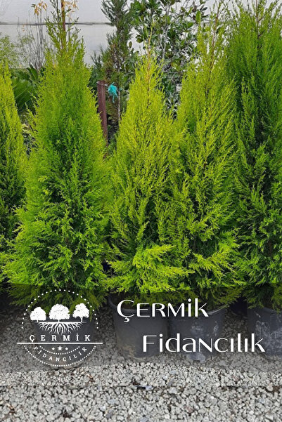 ÇERMİK FİDANCILIK Tüplü Limon Servi Çam Fidanı 3 Yaş 1.5 Metre Boy