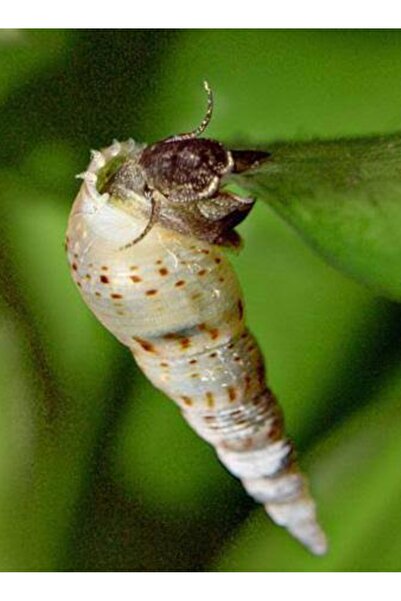 derlifbeysu yld Tohum diyarı snail akvaryum salyangoz minare salyangoz 3 adet
