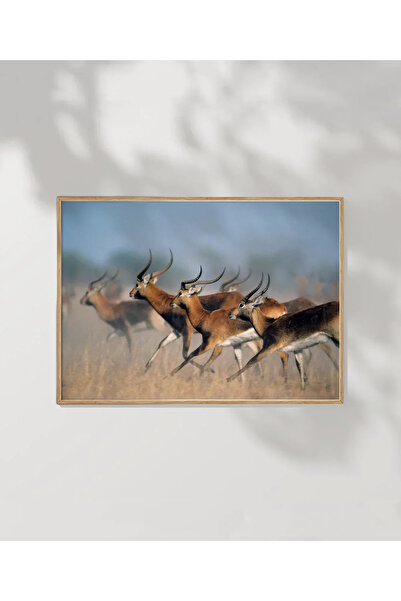 VOGLOO Running Gazelles Poster